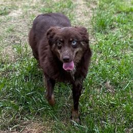 Stella - Miniature Australian Shepherd