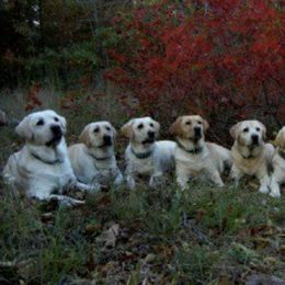 Labrador Retrievers from Black Bear Ridge Labradors