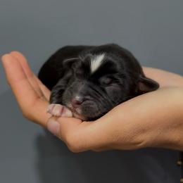 Oliver - Black tri male Miniature Australian Shepherd puppy in North Lakeport, California from Wild Rose Ranch