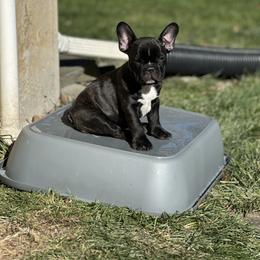 Hawkeye - Brindle and white male French Bulldog puppy in Thorndale, Pennsylvania from Lorie's French Bulldogs