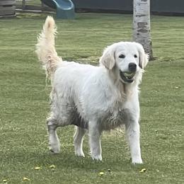 Hilary - Golden Retriever