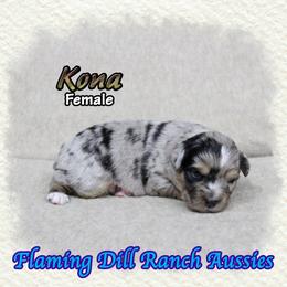 Kona - Blue merle female Toy Australian Shepherd puppy in Forestburg, Texas from Flaming Dill Ranch Aussies