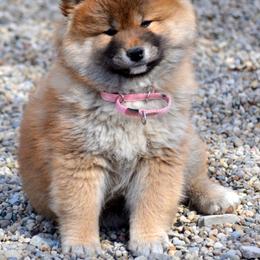 Shiba Inu and Yorkshire Terrier Puppies from Royal Kennels
