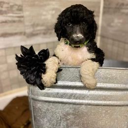 Poodle Puppies from Old Wire Puppies