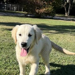 Aussiedoodles, Australian Shepherds, and Golden Retrievers from Swingin T Ranch LLC