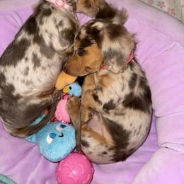 Dachshund Puppies from Dollhouse Doxies