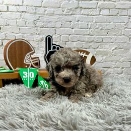 Astro - Merle male Bernedoodle puppy in Lancaster, Missouri from Cavapoo Acres