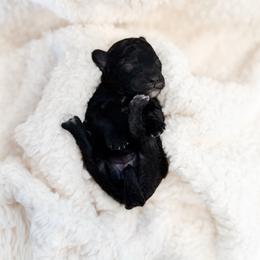 Stitch - Black female Poodle puppy in Chapel Hill, North Carolina from Cyndi’s Poodles