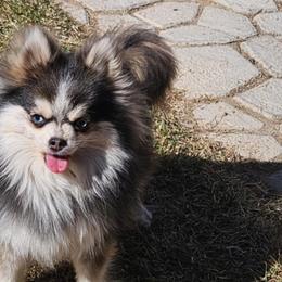 Dachshunds and Pomskies from Colorado Mini Dachshunds & Mini Pomskies
