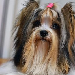 Jameson - Biewer Terrier