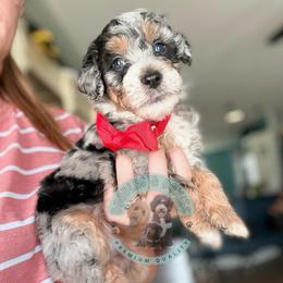 Bleu - Blue merle male Bernedoodle puppy in Marion, Ohio from Doodles & Doxies