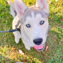 Puppy 4 - Agouti and white male Gerberian Shepsky puppy in Louisville, Kentucky from Arsen's Purebreds & Hybrids