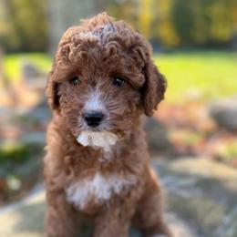 Boo - Apricot female Goldendoodle puppy in Killingly, Connecticut from Woodland Acres
