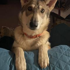 Northern Inuit Dog All Grown Up from Stellar Northern Inuits