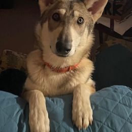 Northern Inuit Dog All Grown Up from Stellar Northern Inuits