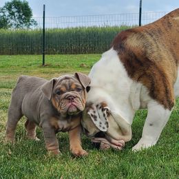 Bulldog Puppies from Pappy's Bullies