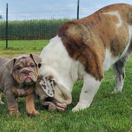 Bulldog Puppies from Pappy's Bullies