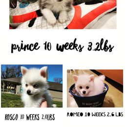 Pomsky Puppies from Sunshine Pomsky