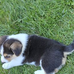 Pembroke Welsh Corgi Puppies from Enchanted Corgis