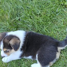 Pembroke Welsh Corgi Puppies from Enchanted Corgis