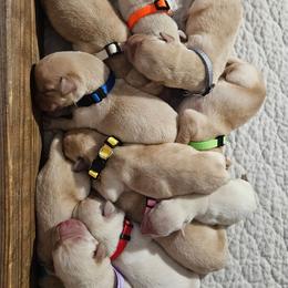 Betsy-yellow collar - Yellow female Labrador Retriever puppy in Davenport, Washington from LynnDee's Kennel
