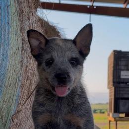 MaryJane - Blue female Australian Cattle Dog puppy in Devalls Bluff, Arkansas from Coolhand's Australian Cattle Dogs
