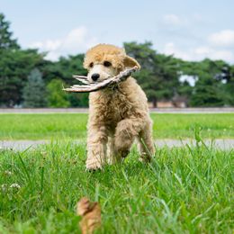 Poodle Puppies from Pawsable Prospects