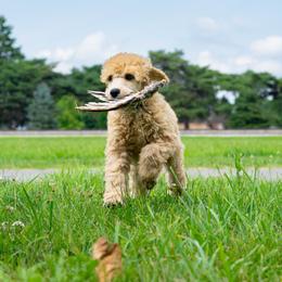 Poodle Puppies from Pawsable Prospects