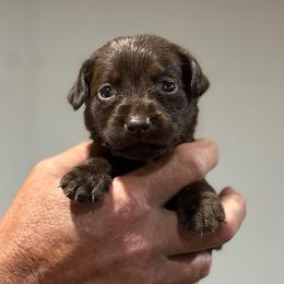 Dove - Chocolate female Labrador Retriever puppy in Isle, Minnesota from Dog Ear Outfitters