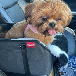 Cinnamon - Shih Tzu