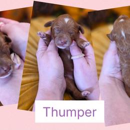 Thumper - Red  female Goldendoodle puppy in Decatur, Tennessee from Diamond's Doodles