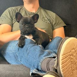 French Bulldog puppies from Fluffity Frenchies LLC