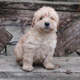 Kelly - Cream male Whoodle puppy in West Bend, Iowa from Blue Skies Terriers