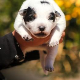 Australian Cattle Dog Puppies from Impact 3rd Australian Cattle Dogs