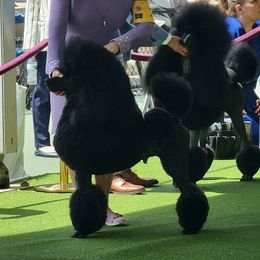 Xander - Poodle