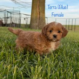 Terra - Cream female Shichon puppy in De Pere, Wisconsin from Kinzor Kennels