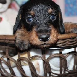 Boy 2 - Black and tan male Dachshund puppy in Craig, Colorado from Rocky Mountain Shih Tzus and Dry Creek Miniature Dachshunds