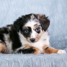 Australian Shepherd, Miniature American Shepherd, Miniature Australian Shepherd, and Toy Australian Shepherd Puppies from Painted Blue Aussies