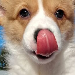 Cardigan Welsh Corgis from Victory Crown
