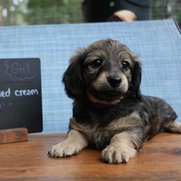 Lassie (Purple collar) - Cream female Dachshund puppy in Prospect, Oregon from Spunky Sausage Pups