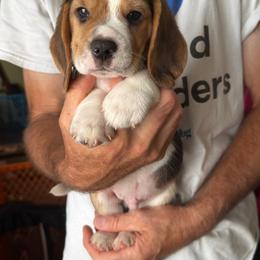Hank - Black white and tan male Beagle puppy in Rockwell, North Carolina from Knockhill Beagles
