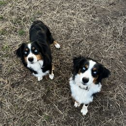 Miniature Australian Shepherd Puppies from Windy River Mini Aussie