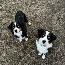 Miniature Australian Shepherd Puppies from Windy River Mini Aussie