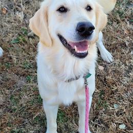 Golden Retriever puppies from Southern Springs Goldens