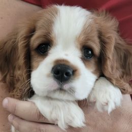 Girl 1 - Blenheim Cavalier King Charles Spaniel puppy in Layton, Utah from Shakespeare's Cavaliers
