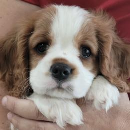 Girl 1 - Blenheim Cavalier King Charles Spaniel puppy in Layton, Utah from Shakespeare's Cavaliers