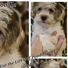 Goldendoodles, Poodles, and Schnoodles from For the LOVE of Poodles, Doodles and Sheepdogs