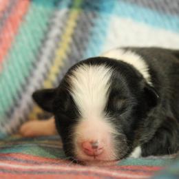 Romeo - Black tri male Miniature Australian Shepherd puppy in Kissee Mills, Missouri from Clinkenbeard Kennel