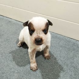 Australian Cattle Dog Puppies from DCR Working ACD