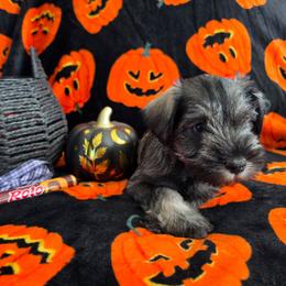 Rolo - Salt and pepper male Miniature Schnauzer puppy in Rosemount, Minnesota from Weiland's Ruby